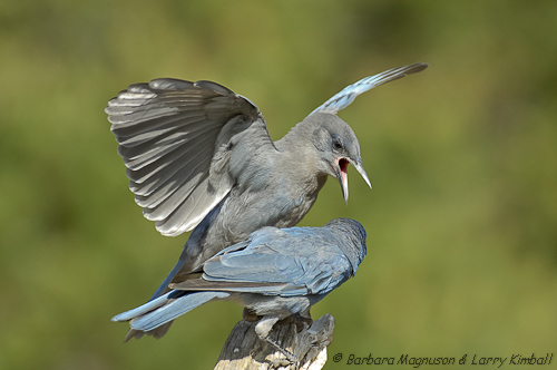 Pinyon Jay adult feeding fledgling