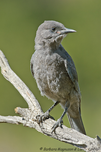 Pinyon Jay