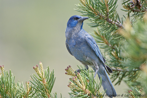 Pinyon Jay