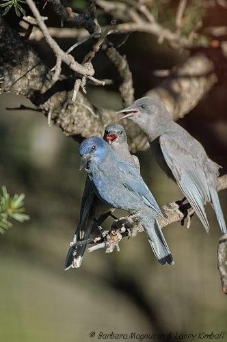 Pinyon Jay
