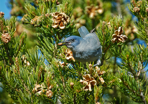 Pinyon Jay