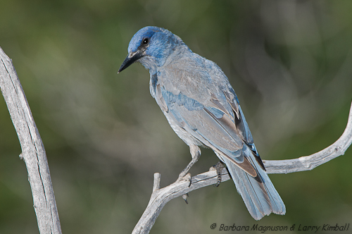 Pinyon Jay
