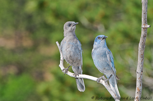 Pinyon Jays