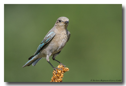 Mountain Bluebird