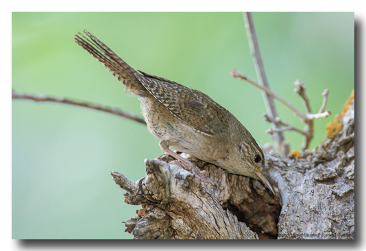 House Wren