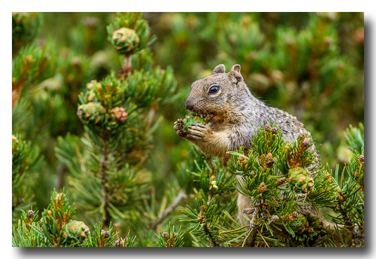 Rock Squirrel