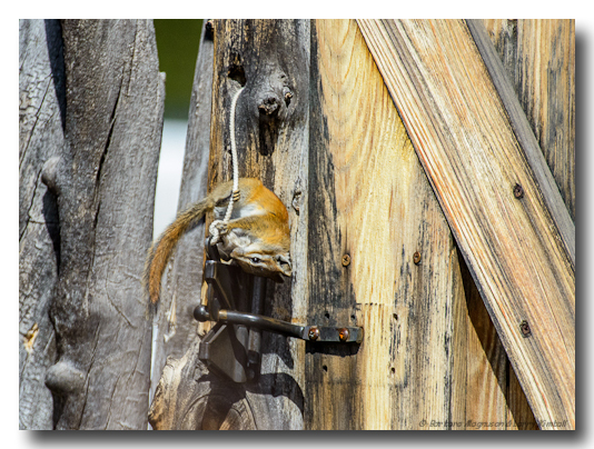 Least Chipmunk antics