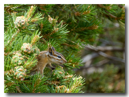 Least Chipmunk