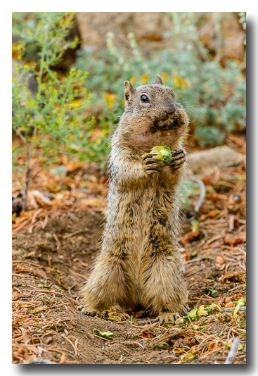 Rock Squirrel
