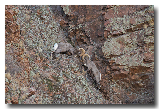 Bighorn Rams