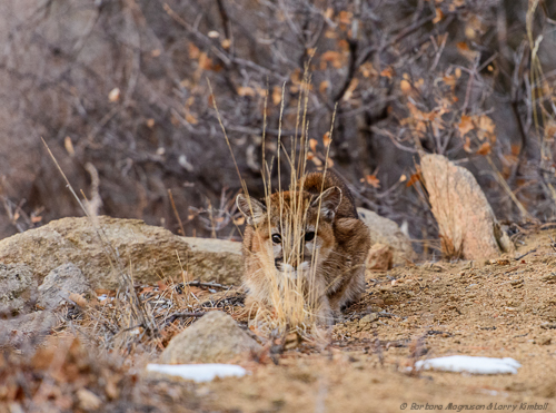 Hiding?  In plain sight.