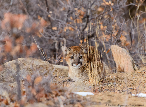 Camera used:  Nikon D800, Nikkor 70-200 AF f2.8 VRII