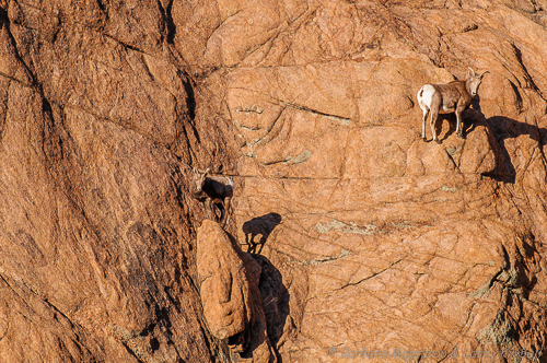 Bighorn Sheep {Ovis canadensis}