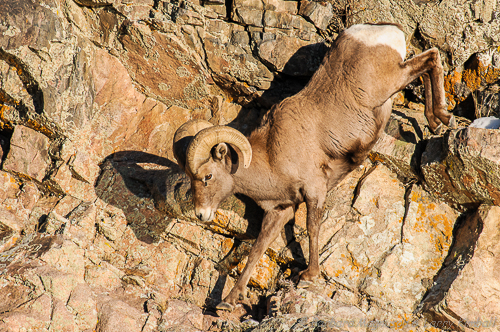 Bighorn Sheep {Ovis canadensis}