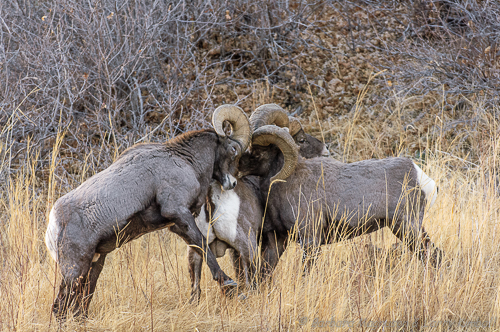 Rocky Mountain Bighorn Sheep [Ovis canadensis]