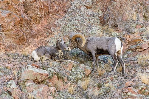 Rocky Mountain Bighorn Sheep[Ovis canadensis]