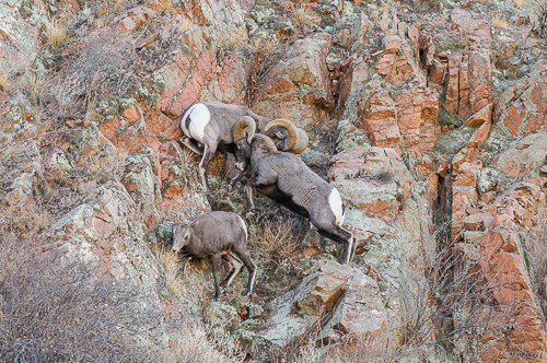 Rocky Mountain Bighorn Sheep[Ovis canadensis]