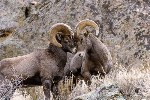 Rocky Mt. Bighorn Sheep [Ovis canadensis]
