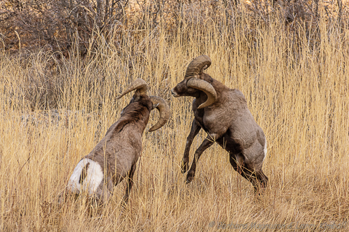 Rocky Mt. Bighorn Sheep [Ovis canadensis]