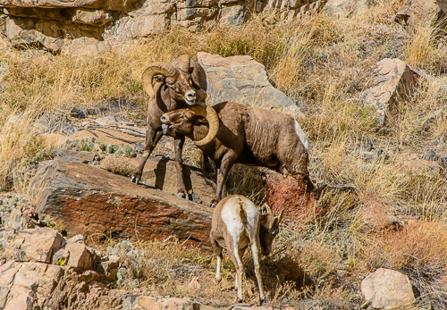 Rocky Mt. Bighorn Sheep [Ovis canadensis]