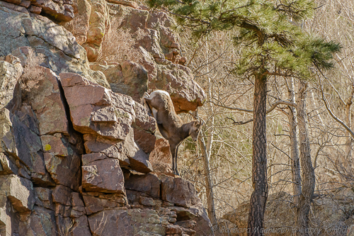 Rocky Mt. Bighorn Sheep [Ovis canadensis]