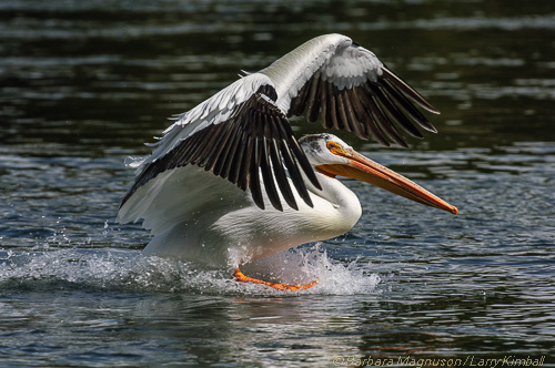American White Pelican [Pelecanus erythrorhynchos]; Fishing Bridge, Pelican Creek, Yellowstone NP, WY splash landing
