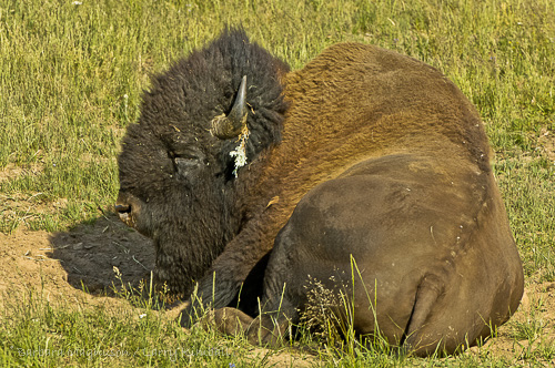 During the rut an old Bison bull takes time out for a nap during the heat of the day  Yellowstone NP., WY