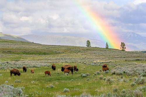 Rainbow arches over mountain meadow as bison graze peacefully; Yellowstone NP., WY
