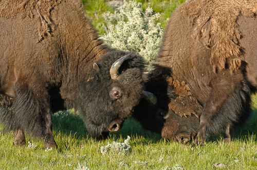 Bison bulls bumping heads during the summer rut; Yellowstone NP., WY
