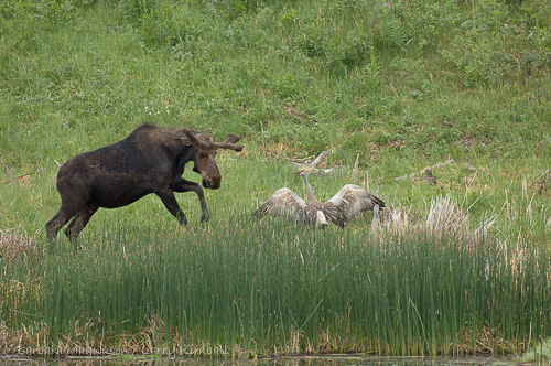 Moose [Alces alces] young bull visiting lake to feed, encounters Sandhill Crane pair with colts; Floating Island Lake, Yellowstone NP., Wyoming