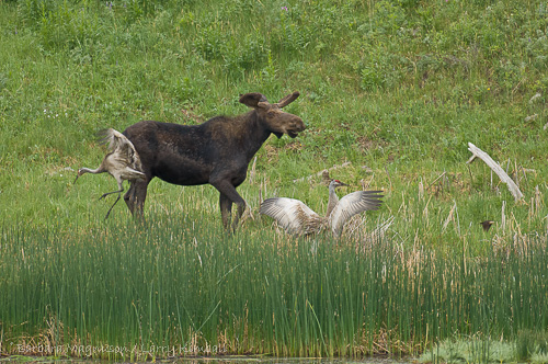 Moose [Alces alces] young bull visiting lake to feed, encounters Sandhill Crane pair with colts; Floating Island Lake, Yellowstone NP., Wyoming