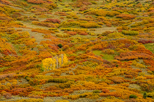 Aspen & Gambel's Oak in fall color; Cimarron River valley.