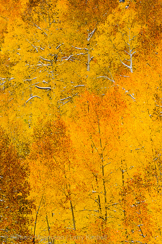 Fresh new snow decorates an autumn aspen landscape, Owl Creek Pass.