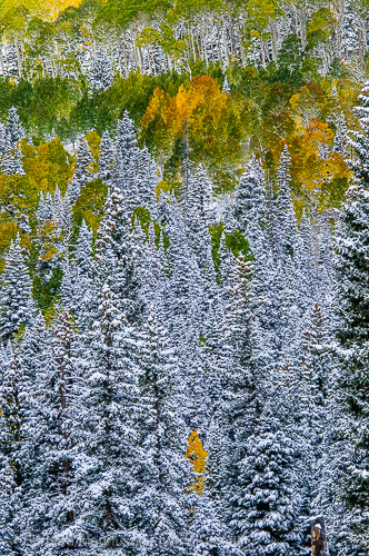 Fresh new snow decorates an autumn aspen landscape, Owl Creek Pass.