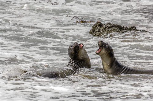 Northern Elephant Seal young bulls playfight in the surf.