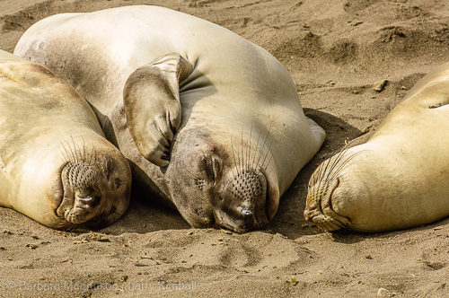 Elephant Seal haul-out has its pleasant moments.