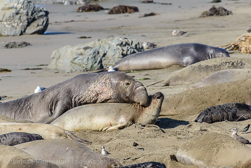 No Valentine's or roses. Mating for elephant seals is an unceremonious affair.