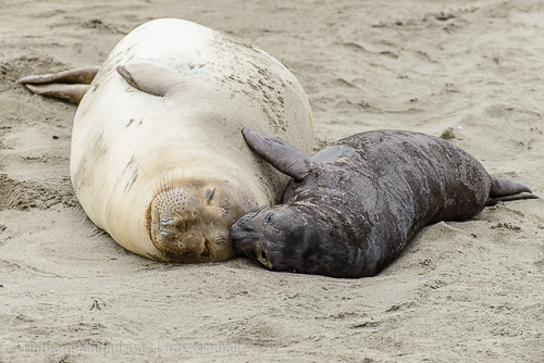 Seal cow with her pup.