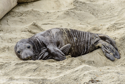 The dark coat of a pup absorbs sunlight for warmth and the wrinkled skin gives them room to grow.