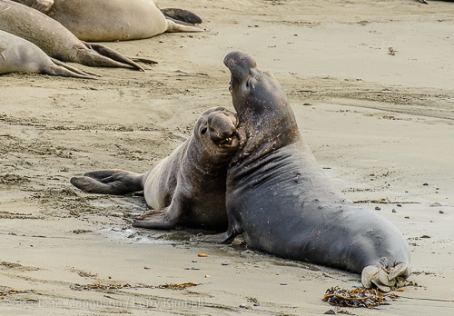 Potentially bloody but short-lived fights for territory and dominance.