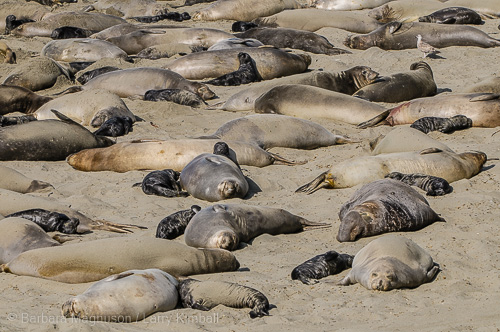 Northern Elephant Seal cows and pups lounging in the sun.