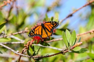 Monarch Butterfly during winter migration, feeding on nectar of bottlebrush tree flowers.