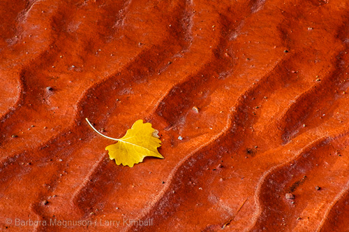 Cottonwood leaf against red mud patterns; Pleasant Creek, Capitol Reef NP, Utah