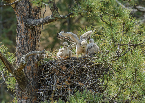 Pin feathers start to show up about 2 weeks after hatching.