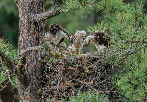 Food is sometimes shared but with 3 chicks, the youngest is usually left out until the others are full. 