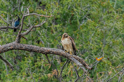 The smaller birds don't like a hawk perching near or in their territory.