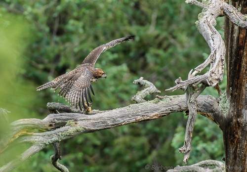 Fledged and learning to fly and land.