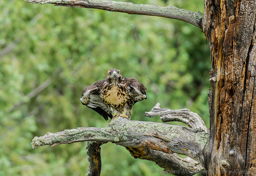 Thinking about the next limb up?