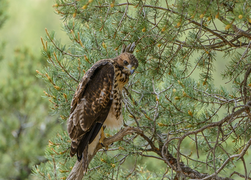 Landing in a small pinyon tree, this young hawk found itself facing inward with no obvious exit. Part of learning to fly and land is using their considerable intellect to get out of difficult places.