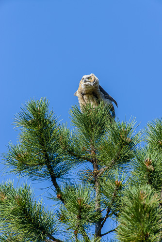 Fledged Great Horned Owl